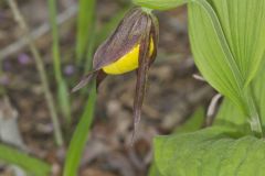 Greater Yellow Lady's Slipper, Cypripedium parviflorum var. pubescens
