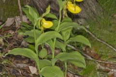 Greater Yellow Lady's Slipper, Cypripedium parviflorum var. pubescens Greater Yellow Lady's Slipper, Cypripedium parviflorum var. pubescens