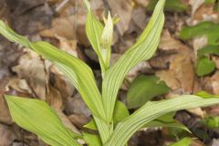 Greater Yellow Lady's Slipper, Cypripedium parviflorum var. pubescens Greater Yellow Lady's Slipper, Cypripedium parviflorum var. pubescens
