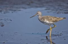 Greater Yellowlegs, Tringa melanoleuca