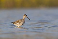 Greater Yellowlegs, Tringa melanoleuca