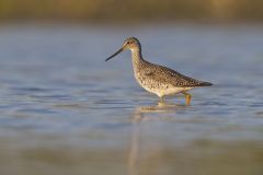 Greater Yellowlegs, Tringa melanoleuca