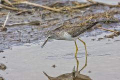 Greater Yellowlegs, Tringa melanoleuca