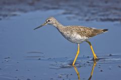 Greater Yellowlegs, Tringa melanoleuca
