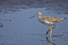 Greater Yellowlegs, Tringa melanoleuca