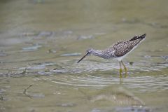 Greater Yellowlegs, Tringa melanoleuca