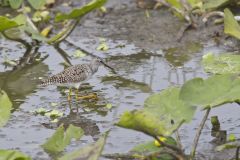 Greater Yellowlegs, Tringa melanoleuca
