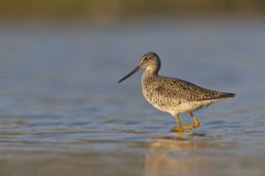 Greater Yellowlegs, Tringa melanoleuca
