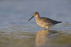 Greater Yellowlegs, Tringa melanoleuca