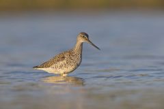Greater Yellowlegs, Tringa melanoleuca