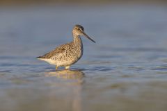 Greater Yellowlegs, Tringa melanoleuca