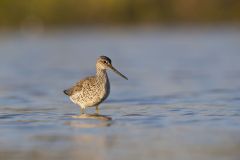 Greater Yellowlegs, Tringa melanoleuca