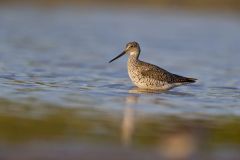 Greater Yellowlegs, Tringa melanoleuca