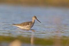 Greater Yellowlegs, Tringa melanoleuca