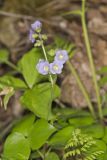 Greek Valerian, Polemonium reptans