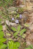 Greek Valerian, Polemonium reptans