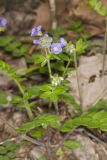 Greek Valerian, Polemonium reptans