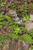 Greek Valerian, Polemonium reptans