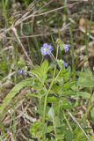 Greek Valerian, Polemonium reptans