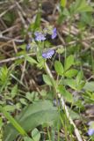 Greek Valerian, Polemonium reptans