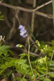 Greek Valerian, Polemonium reptans