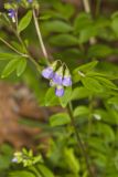 Greek Valerian, Polemonium reptans