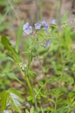 Greek Valerian, Polemonium reptans