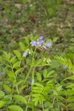 Greek Valerian, Polemonium reptans