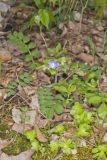 Greek Valerian, Polemonium reptans