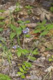 Greek Valerian, Polemonium reptans