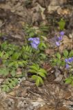 Greek Valerian, Polemonium reptans
