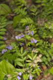 Greek Valerian, Polemonium reptans