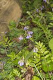 Greek Valerian, Polemonium reptans