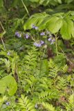 Greek Valerian, Polemonium reptans