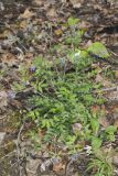 Greek Valerian, Polemonium reptans