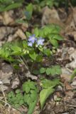 Greek Valerian, Polemonium reptans