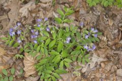 Greek Valerian, Polemonium reptans