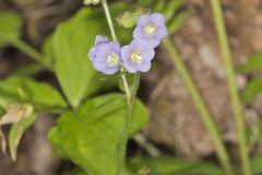 Greek Valerian, Polemonium reptans