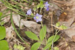 Greek Valerian, Polemonium reptans