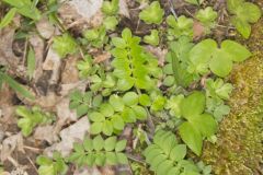Greek Valerian, Polemonium reptans