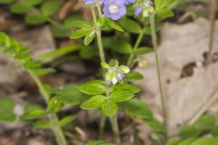 Greek Valerian, Polemonium reptans