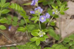 Greek Valerian, Polemonium reptans