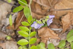 Greek Valerian, Polemonium reptans