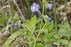 Greek Valerian, Polemonium reptans