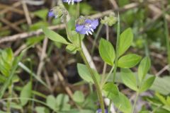 Greek Valerian, Polemonium reptans