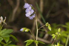 Greek Valerian, Polemonium reptans