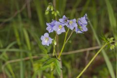 Greek Valerian, Polemonium reptans