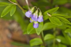 Greek Valerian, Polemonium reptans