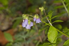 Greek Valerian, Polemonium reptans