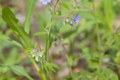 Greek Valerian, Polemonium reptans